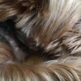 犬の皮膚の黒い粒は病気？？原因や受診のサイン、治療法などを詳しくを解説