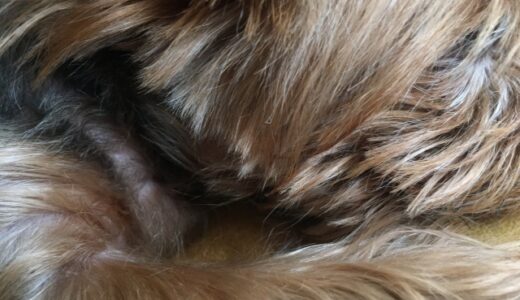 犬の皮膚の黒い粒は病気？？原因や受診のサイン、治療法などを詳しくを解説