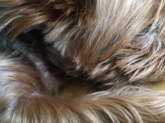 犬の皮膚の黒い粒は病気？？原因や受診のサイン、治療法などを詳しくを解説