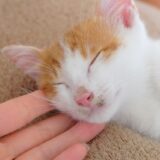 猫の皮膚にカビが生えた？真菌感染症の見分け方と対処法も解説