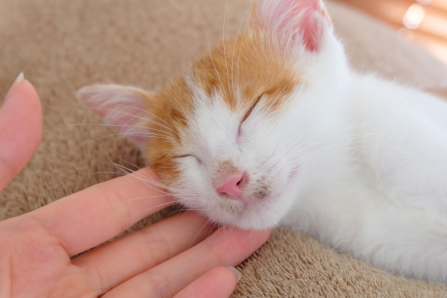 猫の皮膚にカビが生えた？真菌感染症の見分け方と対処法も解説