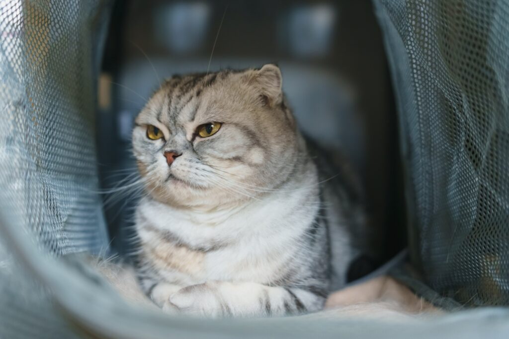 ペットホテルに犬・猫を1ヶ月以上預けられるか
