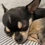 犬の腸閉塞｜原因や代表的な症状、治療法を解説