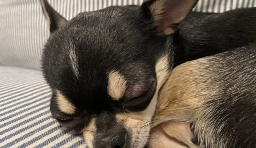 犬の腸閉塞｜原因や代表的な症状、治療法を解説