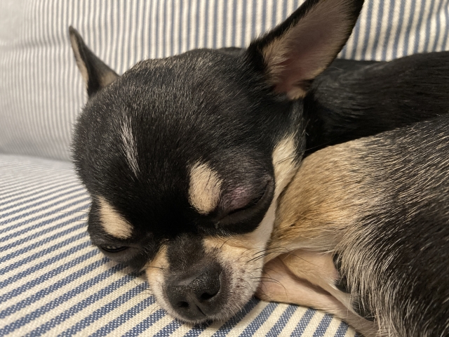 犬の腸閉塞｜原因や代表的な症状、治療法を解説