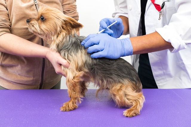 犬のマラセチア症はどのような病気？原因や症状、受診の目安を解説