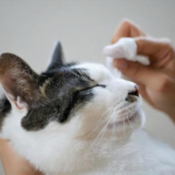 猫の心臓病｜種類や代表的な症状、検査・治療・ケアの方法を解説