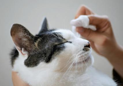 猫の心臓病｜種類や代表的な症状、検査・治療・ケアの方法を解説