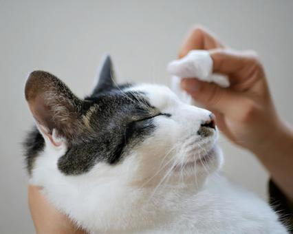 猫の心臓病｜種類や代表的な症状、検査・治療・ケアの方法を解説