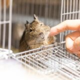 デグーはペットホテルに預けられる？費用の目安や預け先の選び方、注意点を解説
