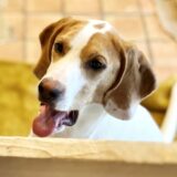 犬の肺水腫とは？前兆や初期症状、検査・治療法を解説