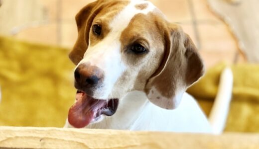 犬の肺水腫とは？前兆や初期症状、検査・治療法を解説