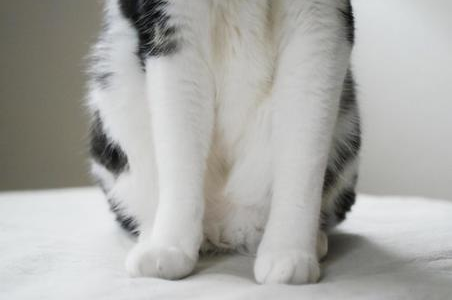 猫が足をひきずるときは受診すべき？考えられる病気と受診の目安、対処法を解説