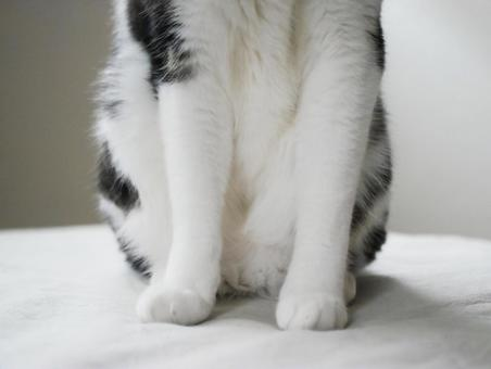 猫が足をひきずるときは受診すべき？考えられる病気と受診の目安、対処法を解説