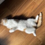 猫の子宮蓄膿症とは？症状やかかりやすい猫の特徴、治療法を解説
