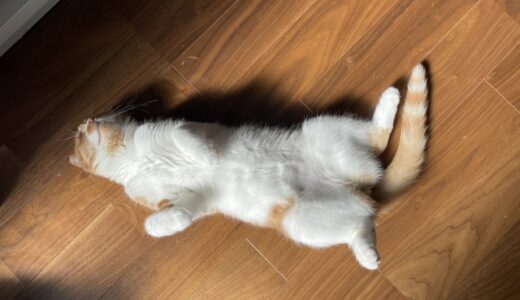 猫の子宮蓄膿症とは？症状やかかりやすい猫の特徴、治療法を解説
