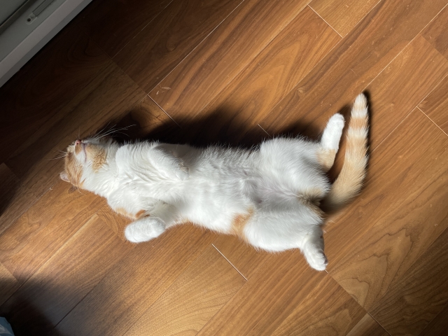 猫の子宮蓄膿症とは？症状やかかりやすい猫の特徴、治療法を解説