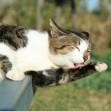 猫が自傷行動をするのはなぜ？理由と対策を解説