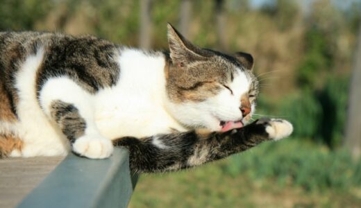 猫が自傷行動をするのはなぜ？理由と対策を解説
