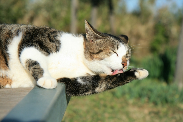 猫が自傷行動をするのはなぜ？理由と対策を解説