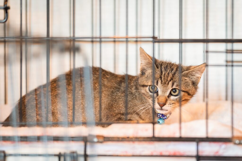 猫|ペットホテルの料金相場