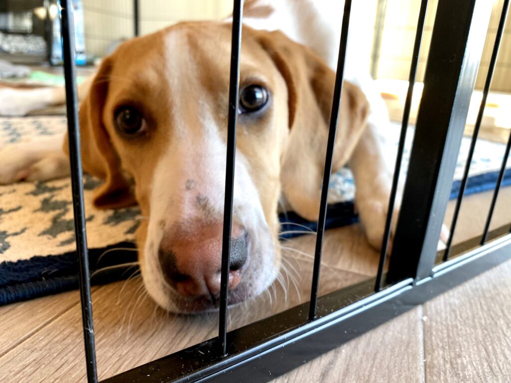 犬|ペットホテルの料金相場