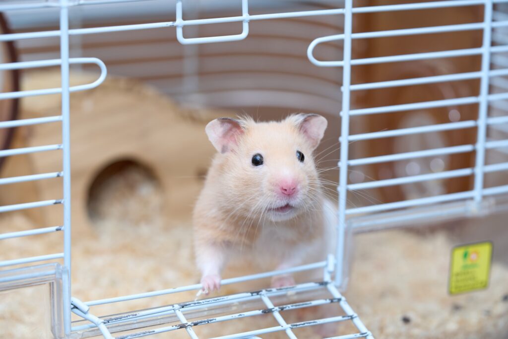 小動物|ペットホテルの料金相場