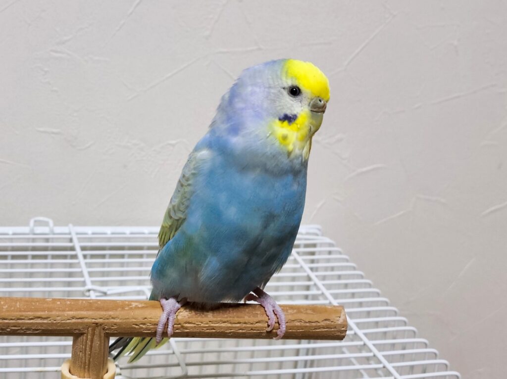 鳥類|ペットホテルの料金相場