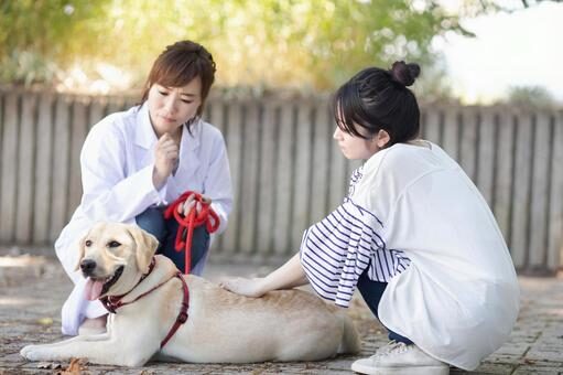 犬のしつけ教室に通う適切なタイミング