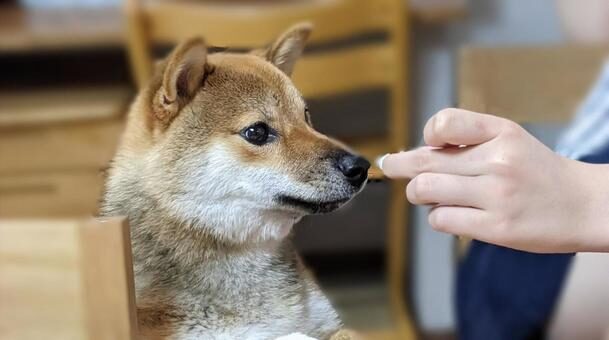 犬のしつけ教室の基礎知識