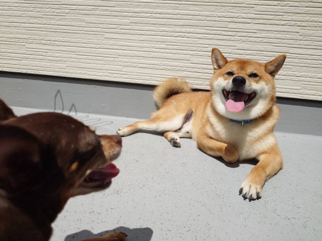 【犬のしつけ】しつけ教室の種類