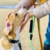 マンツーマンの犬のしつけ教室とは？集団レッスンとの違いやおすすめの犬のタイプも解説