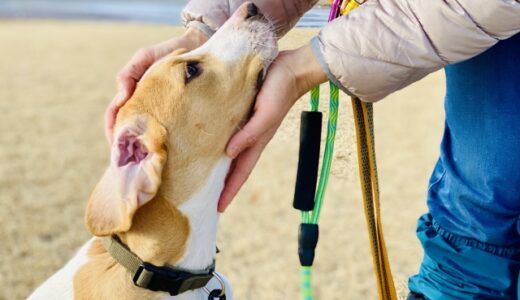 マンツーマンの犬のしつけ教室とは？集団レッスンとの違いやおすすめの犬のタイプも解説