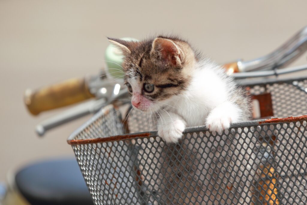猫を自転車で動物病院に連れて行っても大丈夫?