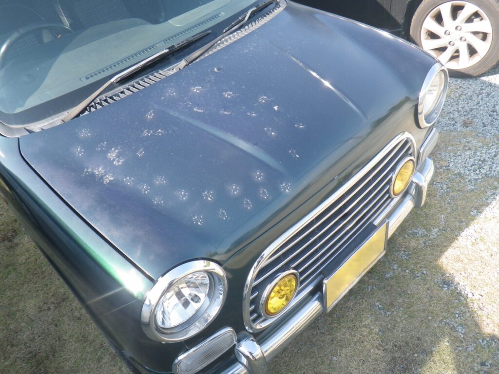 猫を自動車で動物病院に連れて行くときのポイント