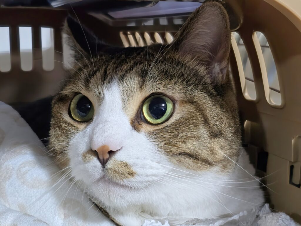 【基本編】動物病院への猫の連れて行き方