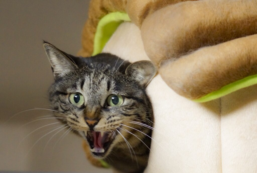 どうしても猫が動物病院を嫌がるときの対処法