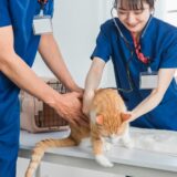 動物病院での抜歯の料金相場や料金の内訳は？抜歯後のケア方法も解説！
