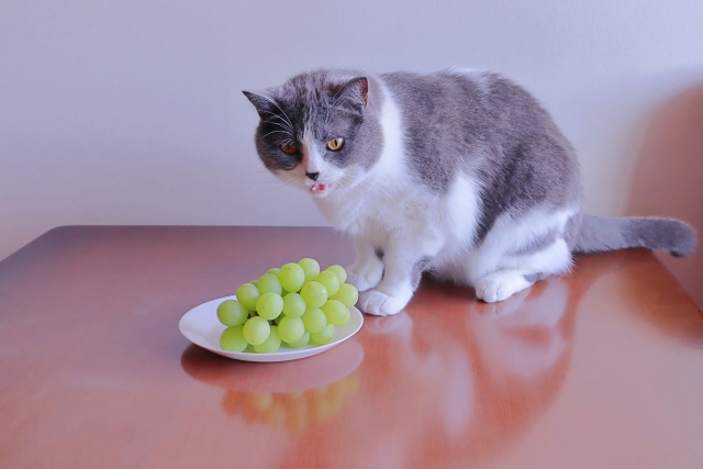 ペットの誤食とは