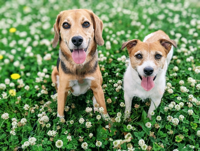 動物病院にエンゼルケアをお願いする前に準備しておくこと