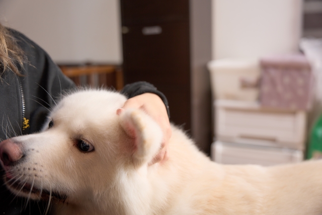 狂犬病ワクチン接種後の副反応について