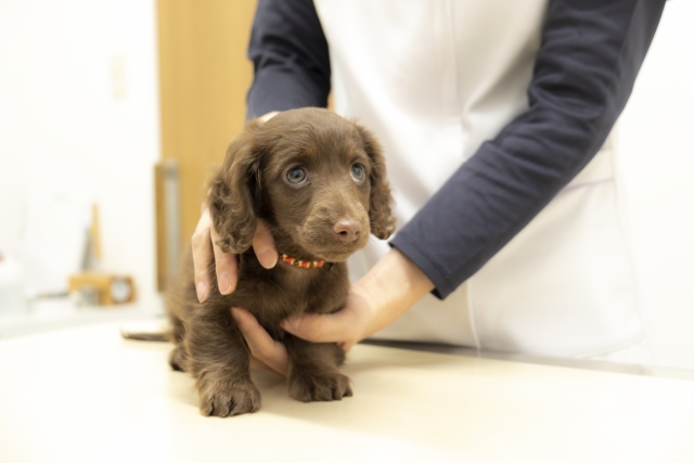 狂犬病ワクチンの基礎知識