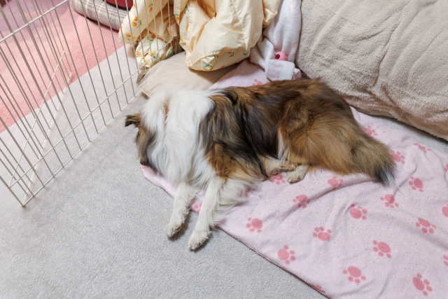 【方法別】狂犬病ワクチン接種のメリット・デメリット