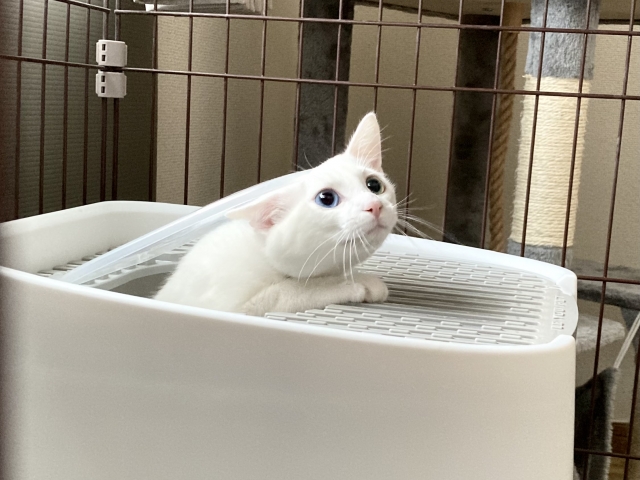 猫のトイレが多いときの受診サイン