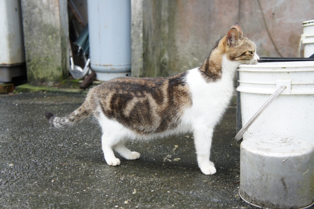 猫のトイレが多いときに観察すべきこと