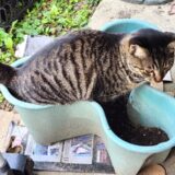 猫のトイレが多いときに考えられる病気と受診目安、検査・治療法を解説！