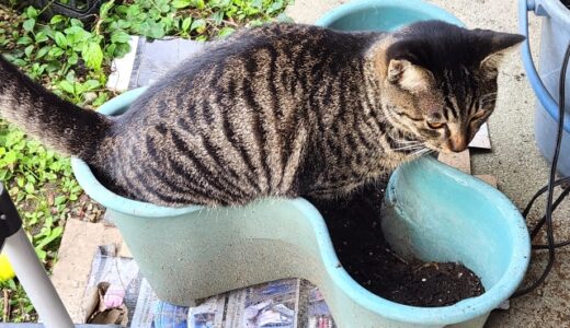 猫のトイレが多いときに考えられる病気と受診目安、検査・治療法を解説！