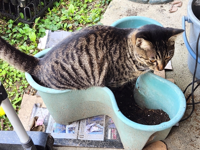 猫のトイレが多いときに考えられる病気と受診目安、検査・治療法を解説！