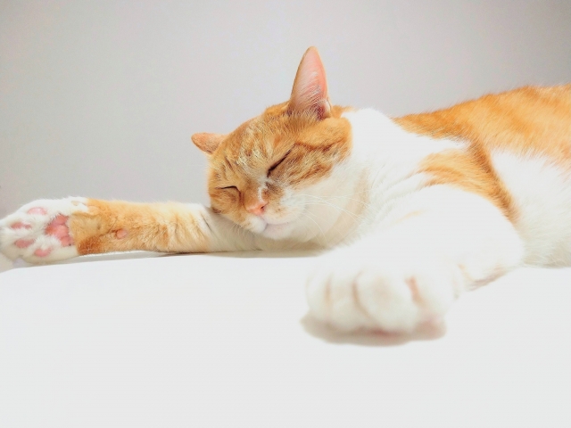 猫の両耳が冷たいときに考えられる病気