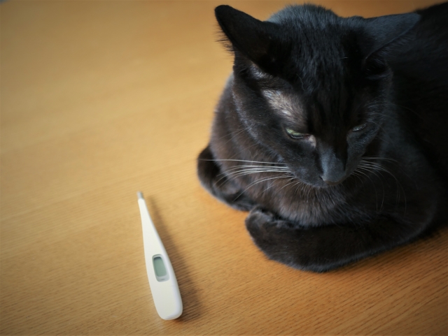 猫の耳が冷たいときの対処法
